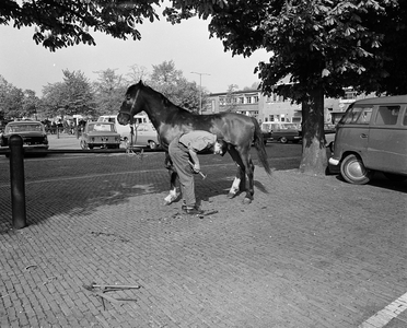 850381 Afbeelding van het beslaan van een paard door een hoefsmid, op het voorterrein van de Veemarkthal (Croeselaan) ...